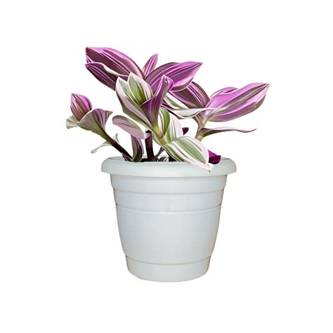 Shop Tradescantia Plants - Enhance Your Indoor Garden