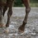 Scratches in Horses | PetMD