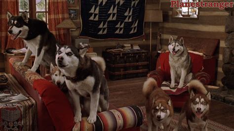 Cuba Gooding Jr Snow Dogs