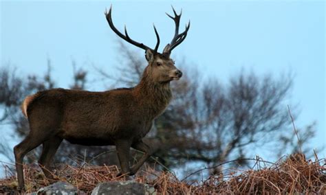 Glengorm Wildlife Project (Tobermory) - 2021 What to Know Before You Go ...
