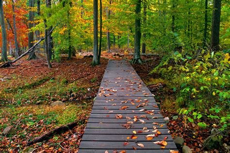 Image result for Fall Nature Desktop Backgrounds