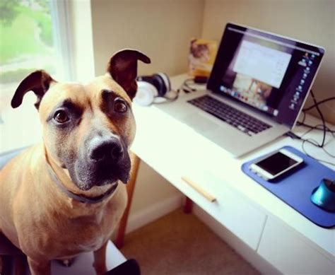 PETA Foundation Office Photos