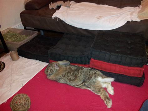 Safe Flooring For Rabbits at Alica Tjalkabota blog