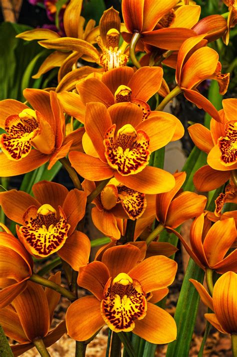 What Is A Cymbidium Orchid: Information About Cymbidium Orchid Care ...