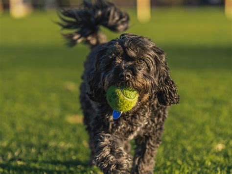 Image result for Cavapoo Dogs 101