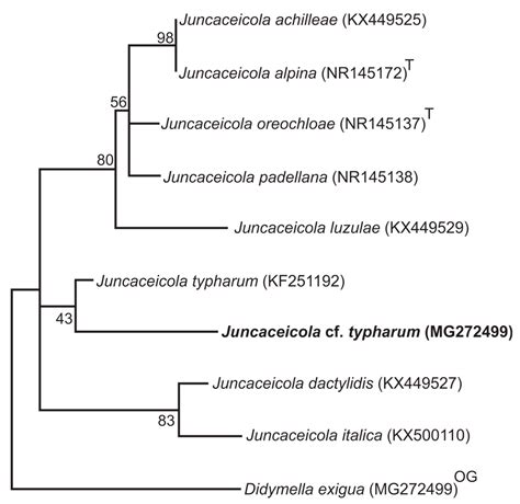 First Record of Juncaceicola as Endophytic Fungi Associated with ...