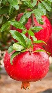 EVY Pomegranate Plant Price in India - Buy EVY Pomegranate Plant online ...