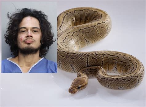 Image result for Attack Florida Human in On Python