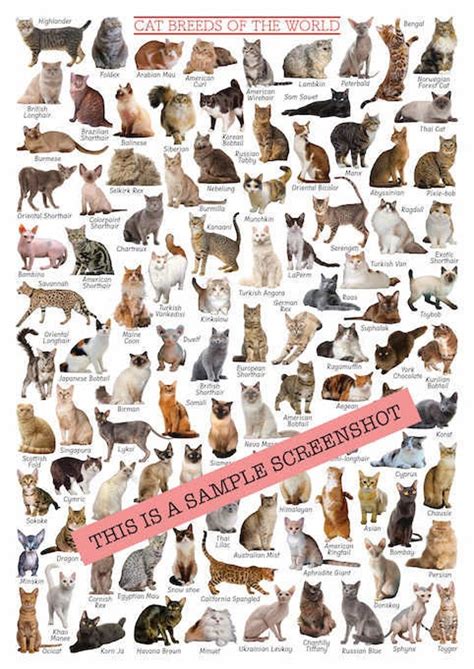 Cat Breed Chart Browse Cat Breeds | Types Of Cats | Breed Library By