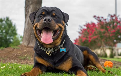 Rottweiler – Loving Confident and Loyal | German dog breeds, Rottweiler puppies