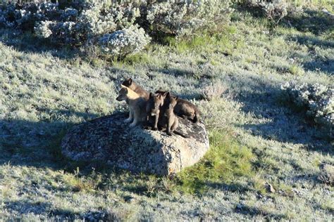 Image result for How Reintroducing Wolves Changed Yellowstone