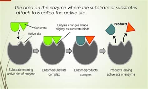 Image result for How to Perform Enzyme-Substrate Method Using Quanti Trays