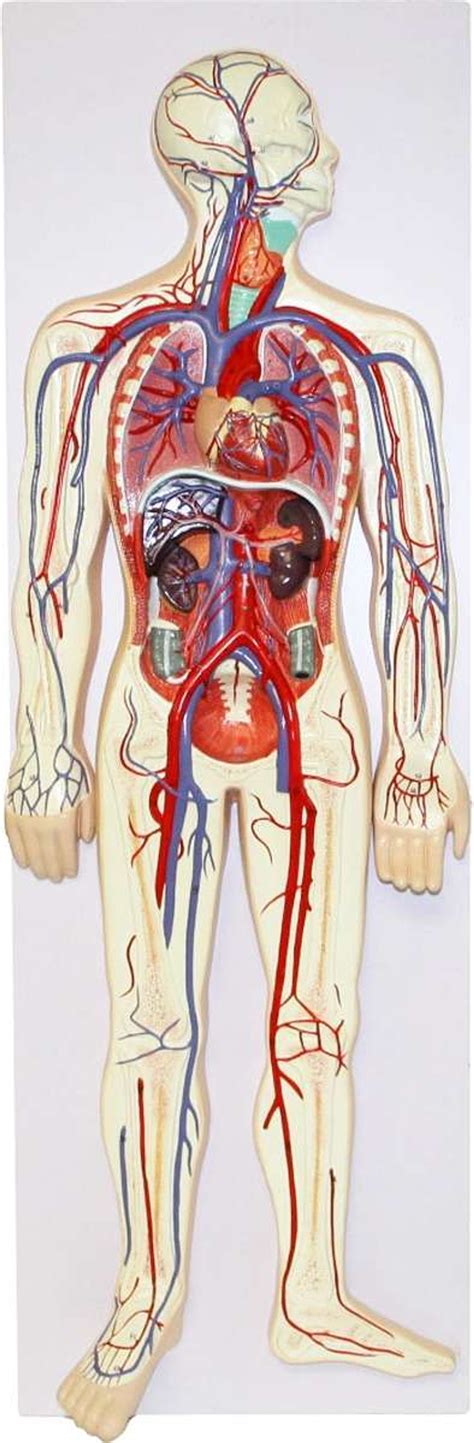 Circulatory System Working Model 的图像结果