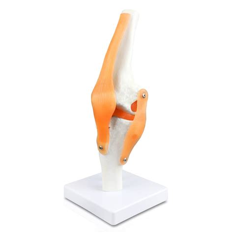 Buy Vision Scientific VAJ212 Classic Functional Knee Joint, Articulate ...