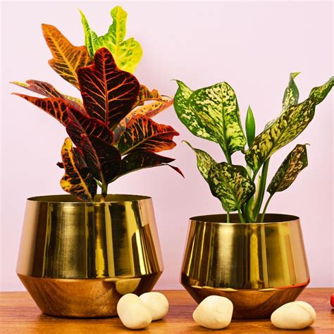 BEHOMA Metal Golden Small Mini Table Top Planter for Home Decoration ...