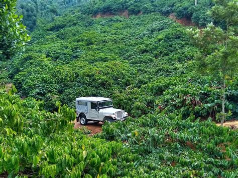 Coffee: From Plantation to Cup – A Journey Through the Bean - The Green ...