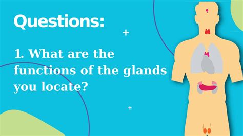 Image result for Endocrine System Lesson