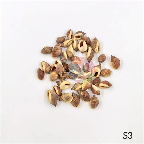 Natural Sea Shells - Mini shells – Arteria - the art hub