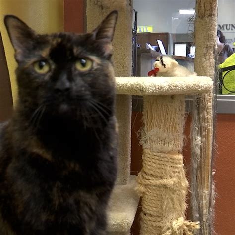 Image result for Process Server Scam