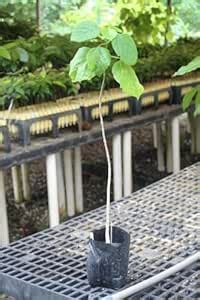 Golden Bloom Live White Teak Tree Gmelina Arborea Tree Gamari, Gamhar ...