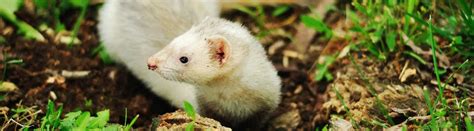 Ferret vs Python 的图像结果