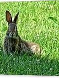 Image result for Tiny Baby Wild Rabbit