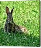 Image result for Wild Rabbit Eyes