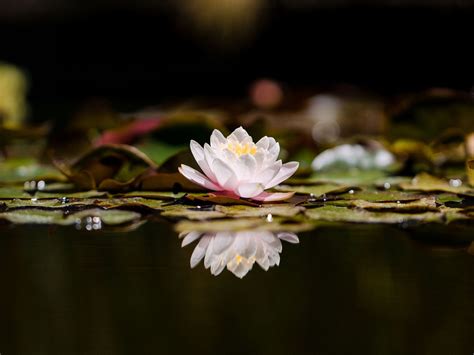 Maceroni Funeral Home | North Providence, RI