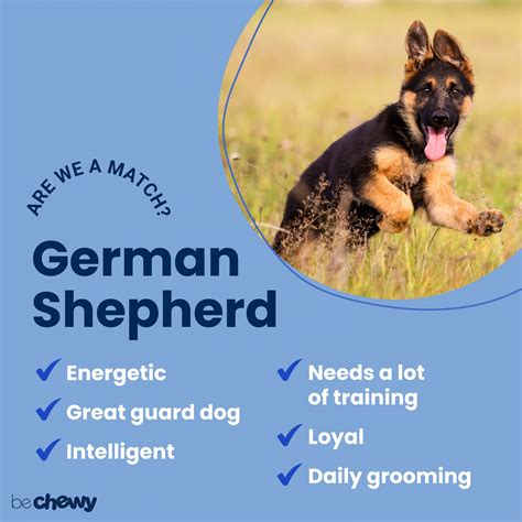 German Shepherd: Dog Breed Characteristics Care | atelier-yuwa.ciao.jp