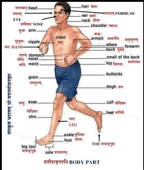 Sanskrit mein sare yoga ka naam sath mein pic - Brainly.in