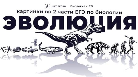 24 задание с картинкой по ЭВОЛЮЦИИ для ЕГЭ 2024 по биологии - YouTube