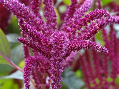 Amaranth Flower. How to Grow Amaranthus – Gardendi