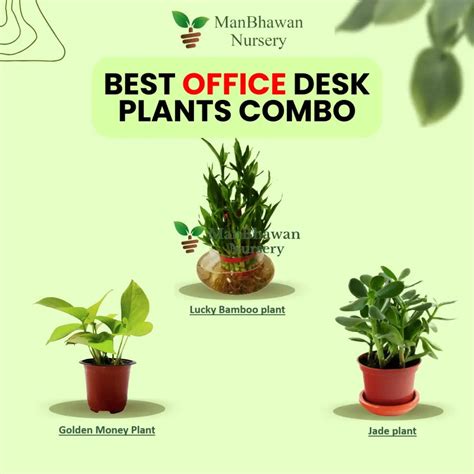 Buy 3 Best Office Table Combo - Golden Money Plant, Jade & Lucky Bamboo ...