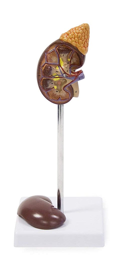Buy Vision Scientific VAU439-N Life-Size Kidney Model - 2 Parts ...