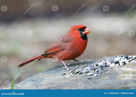 Red Male Northern Cardinal Bird Eating Seed, Athens GA, USA Stock Image ...