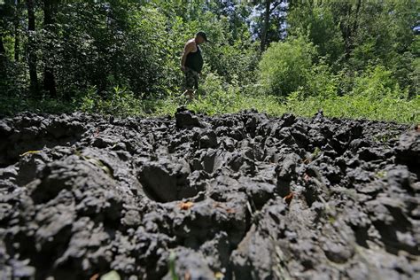 Image result for Exploding Wild Pigs