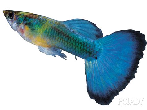 热带鱼可以和什么种类的观赏鱼混养？|水族品种-波奇网百科大全