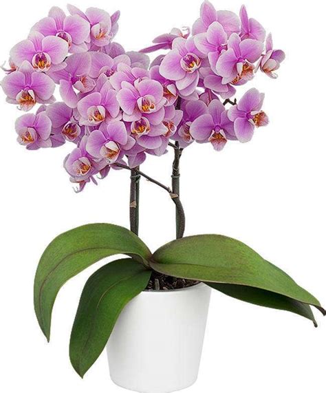 Phalaenopsis Heartbreaker | Agribizz