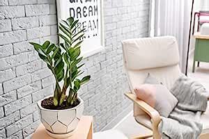 Cloud Farm live ZZ (Zamioculcas Zamiifolia) plant for home with bonsai ...