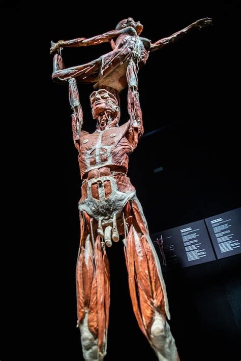 ‘Body Worlds’ returns to OMSI to dissect the Cycle of Life - oregonlive.com