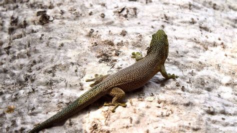 Wallpaper lizard, reptile, back, spots, stone hd, picture, image