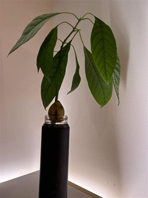 Image result for Planting Avocado Tree