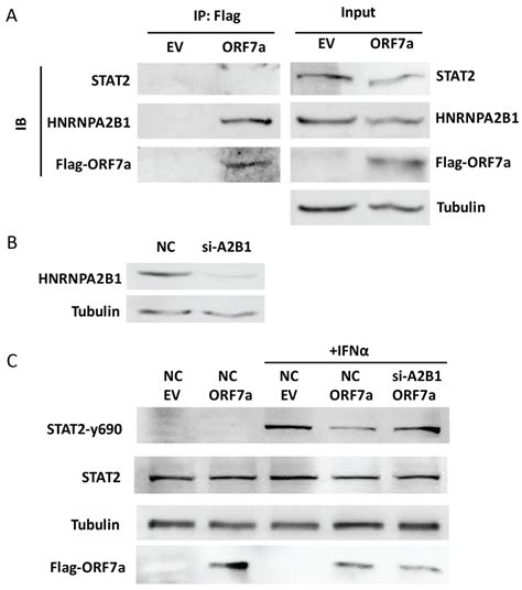 SARS-CoV-2 ORF7a Protein Impedes Type I Interferon-Activated JAK/STAT ...