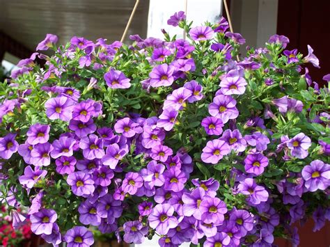 Calibrachoa Hanging Basket Dying at Mary Smithey blog