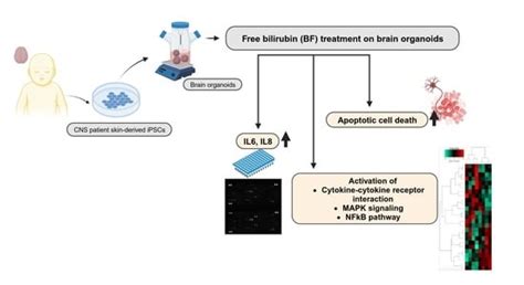 Free Bilirubin Induces Neuro-Inflammation in an Induced Pluripotent ...