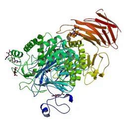 Pharmaceutical Enzyme - Lysozyme Enzyme Manufacturer from Vadodara