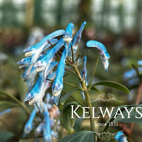 Corydalis flexuosa 'Porcelain Blue' - Kelways Plants Ltd