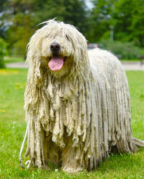 20 Large Hypoallergenic Dogs That Don’t Shed (With Pictures)