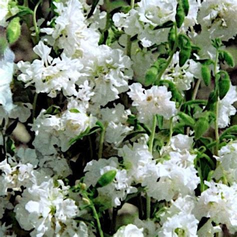 Clarkia Double White Seeds – Elegant White Flower Variety