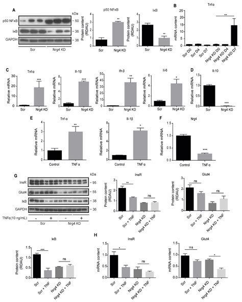 Neuregulin 4 Downregulation Induces Insulin Resistance in 3T3-L1 ...